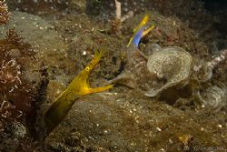 Male and female synchronised ribbon eels by Alex Tattersall 